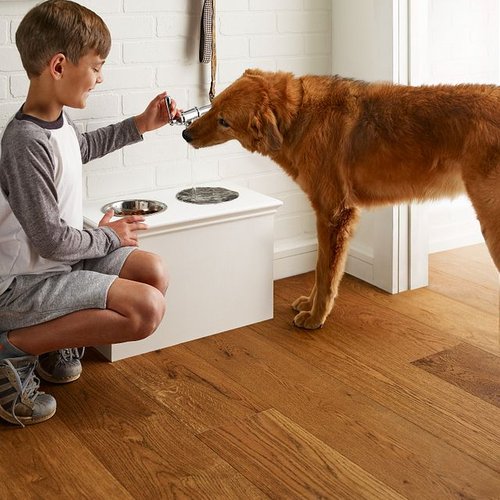 Boy feeding a dog in house on a brown waterproof floor from Michaels Carpets Huntington Beach in Huntington Beach, CA