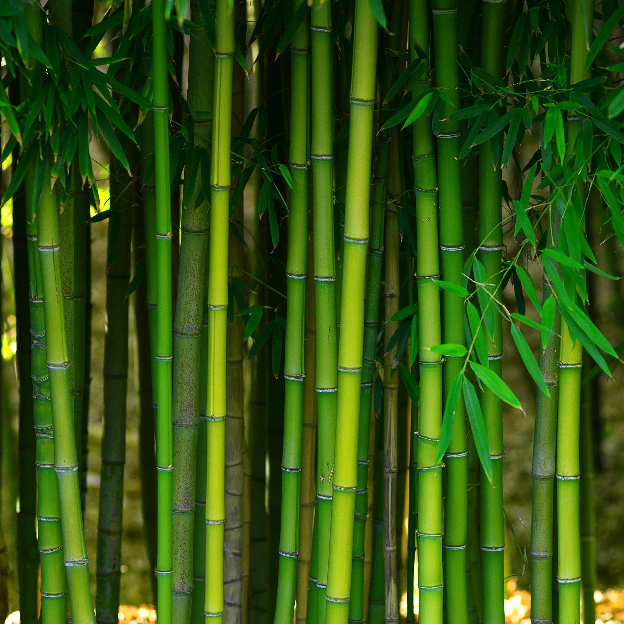 Bamboo flooring products at Michaels Carpets Huntington Beach in Huntington Beach, CA