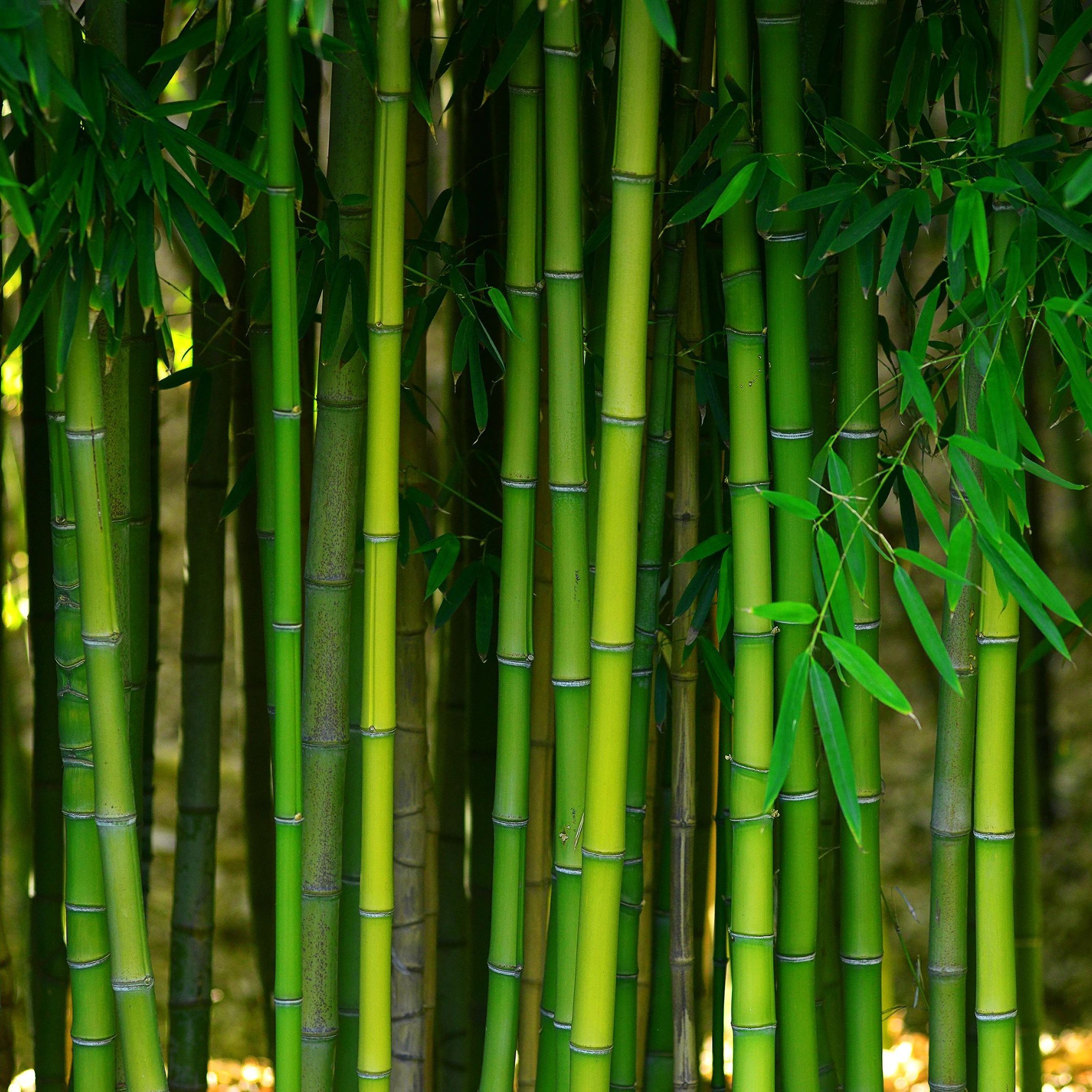 Bamboo flooring products at Michaels Carpets Huntington Beach in Huntington Beach, CA